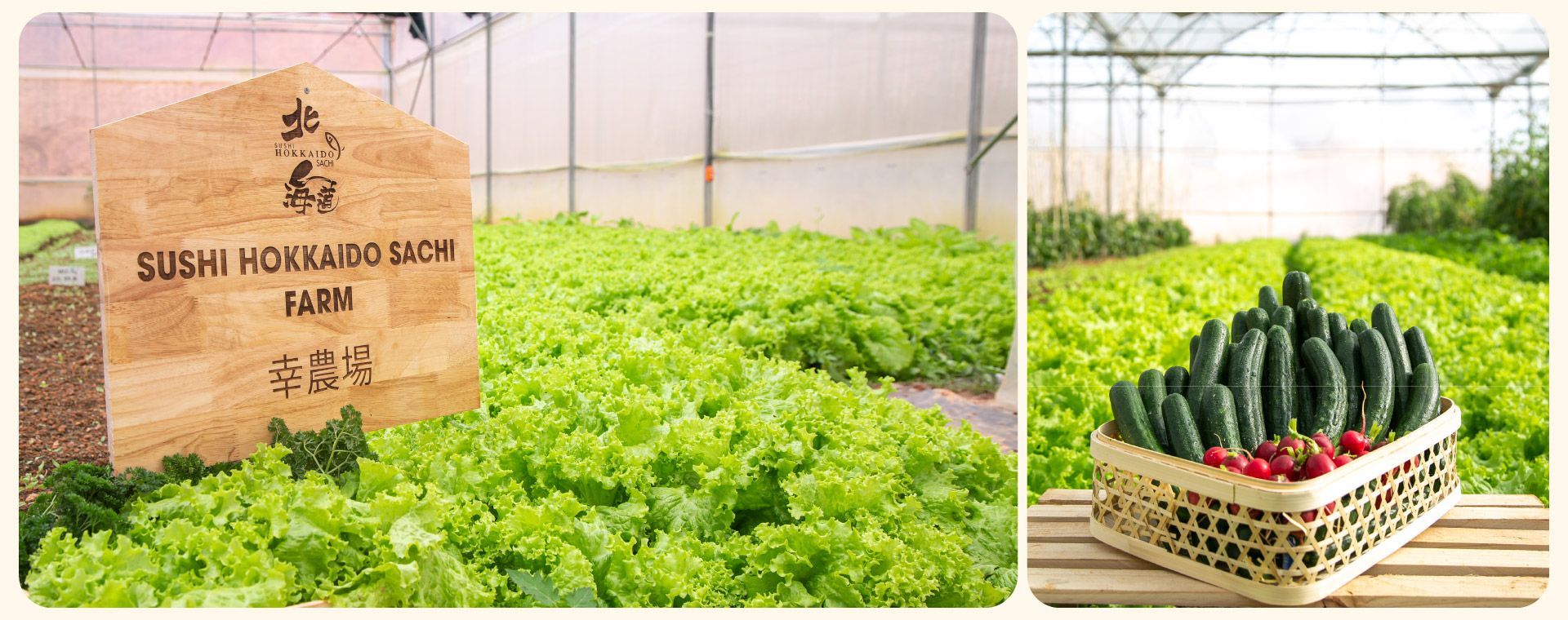 Sushi Hokkaido Sachi